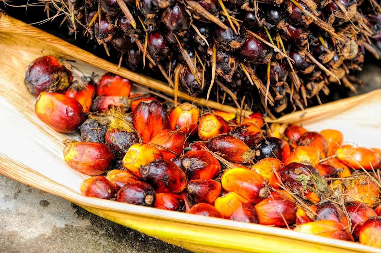 Malaysia secures over RM230mil in palm oil trade deals during china visit