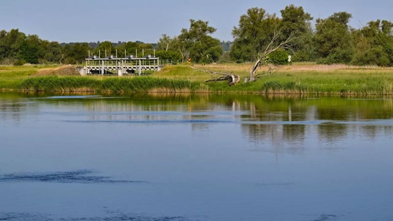 Tiere: Seehund tummelt sich in der Oder bei Schwedt