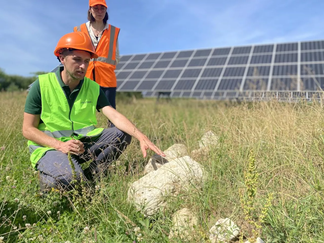 « Après trois ans d’exploitation, la biodiversité s’est développée sur notre centrale solaire », assure Reden Solar