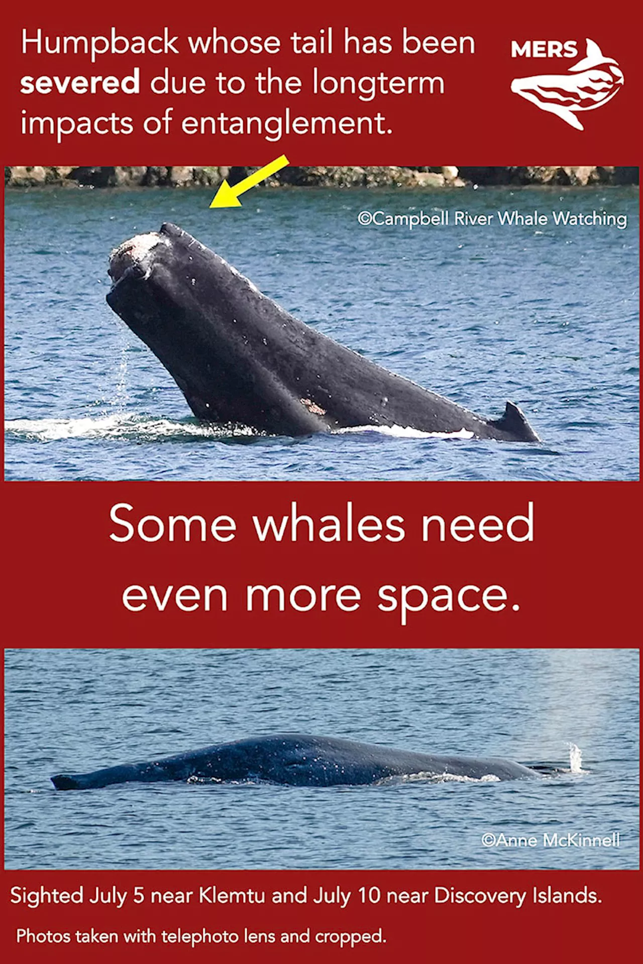 B.C. humpback with missing tail could illustrate tragic impact of entanglement