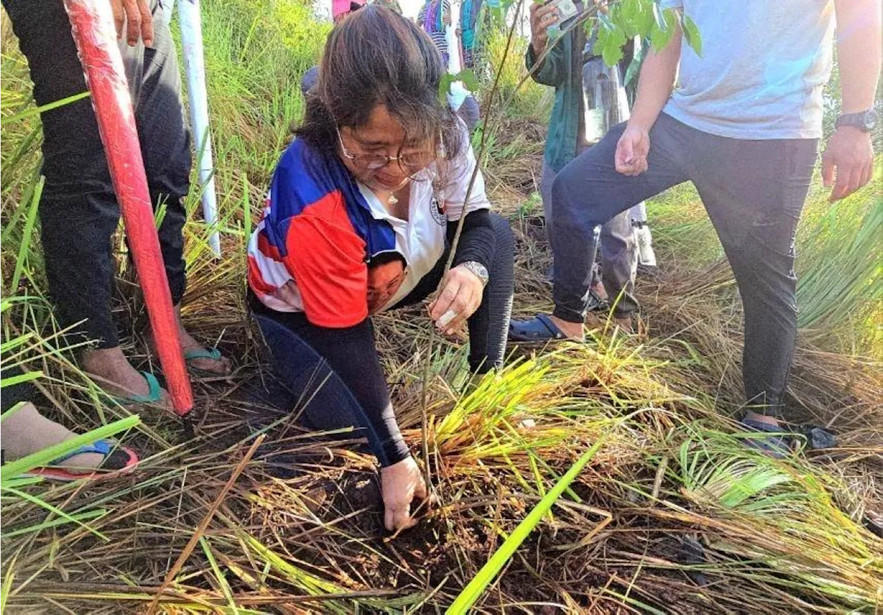 8,000 take part in Zambales tree planting