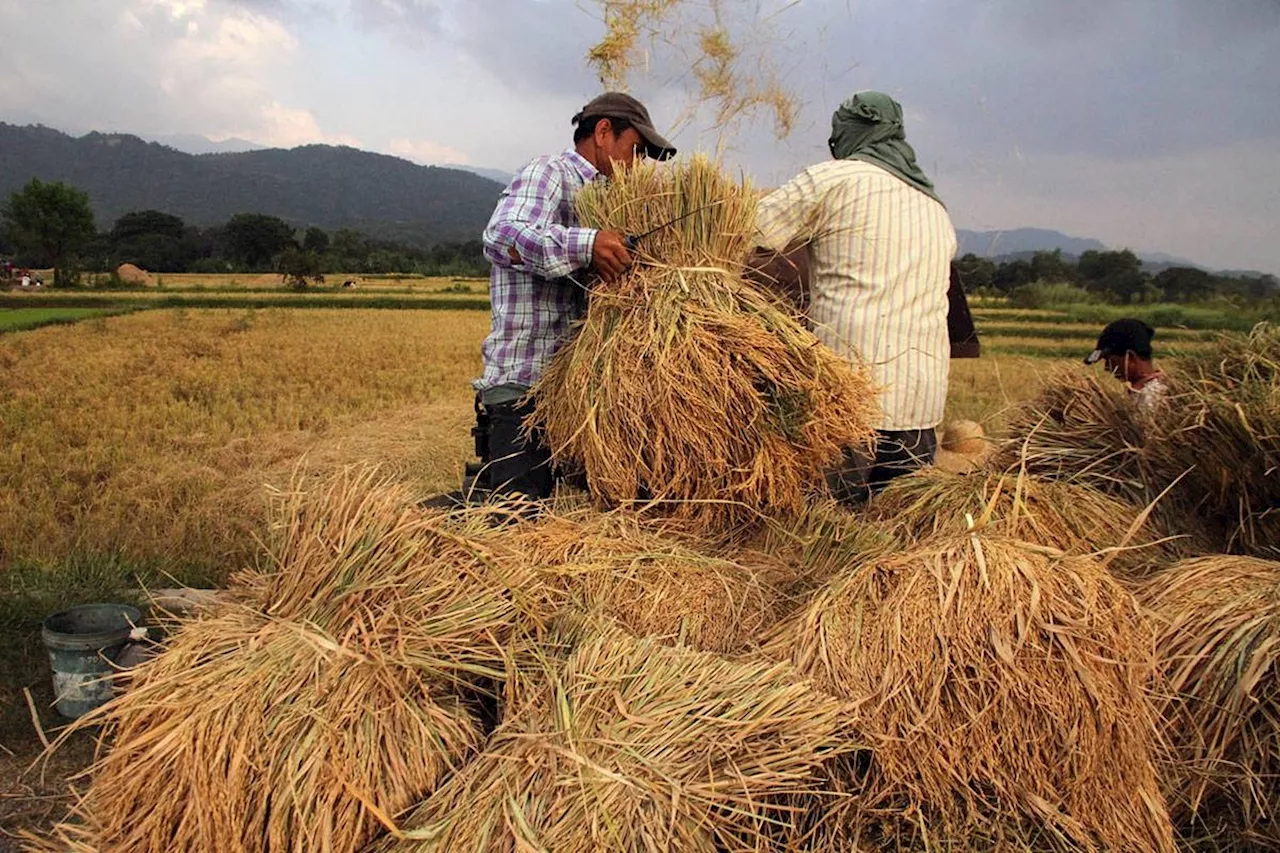 Palay output likely fell in Q2