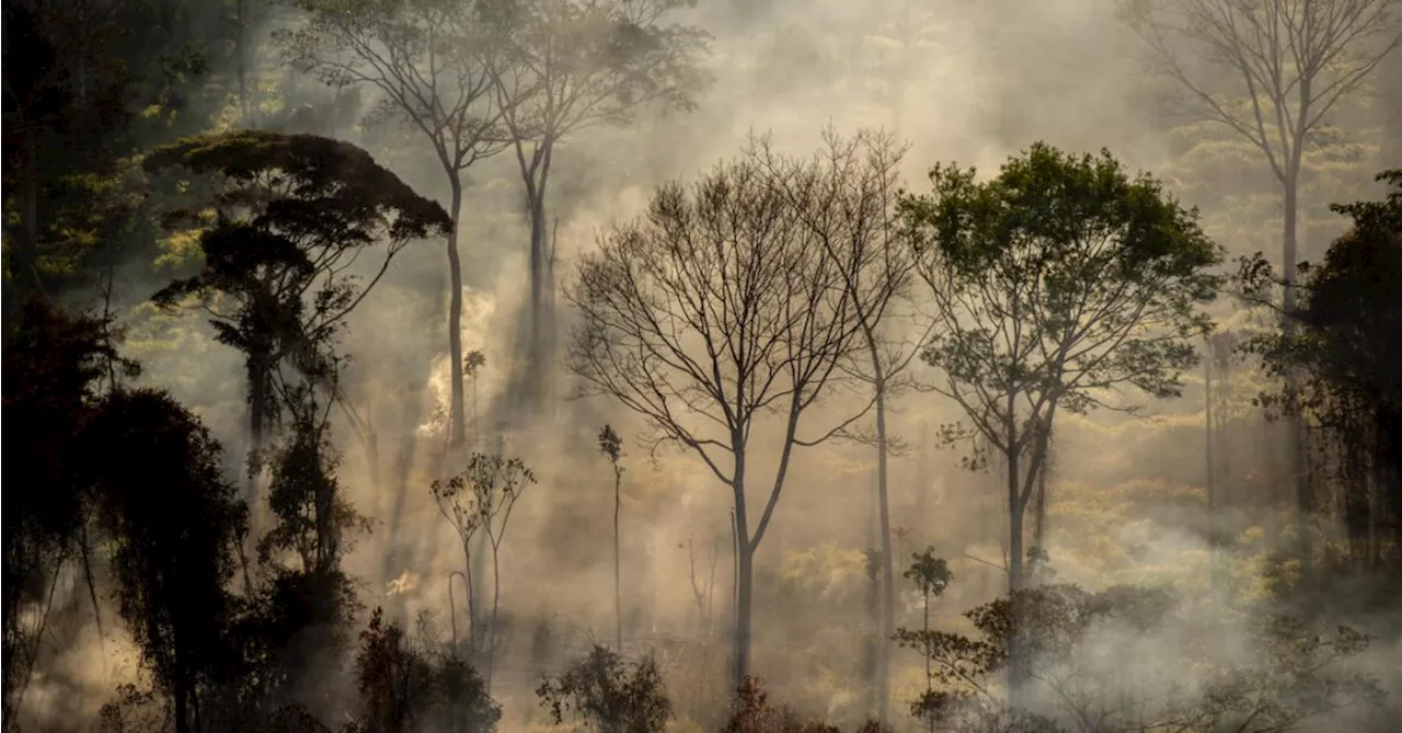 Amazônia queimou mais que o Pantanal no primeiro semestre de 2024