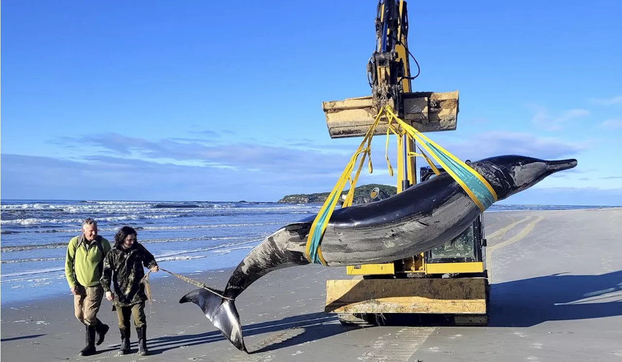 World's rarest spade-toothed whale may have washed up on New Zealand beach