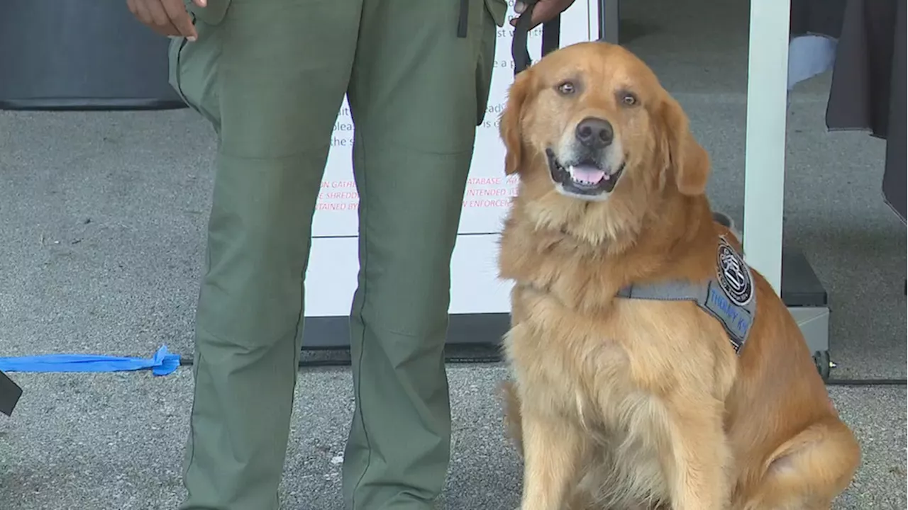 Sunny sworn in as new Franklin County Sheriff's Office therapy dog