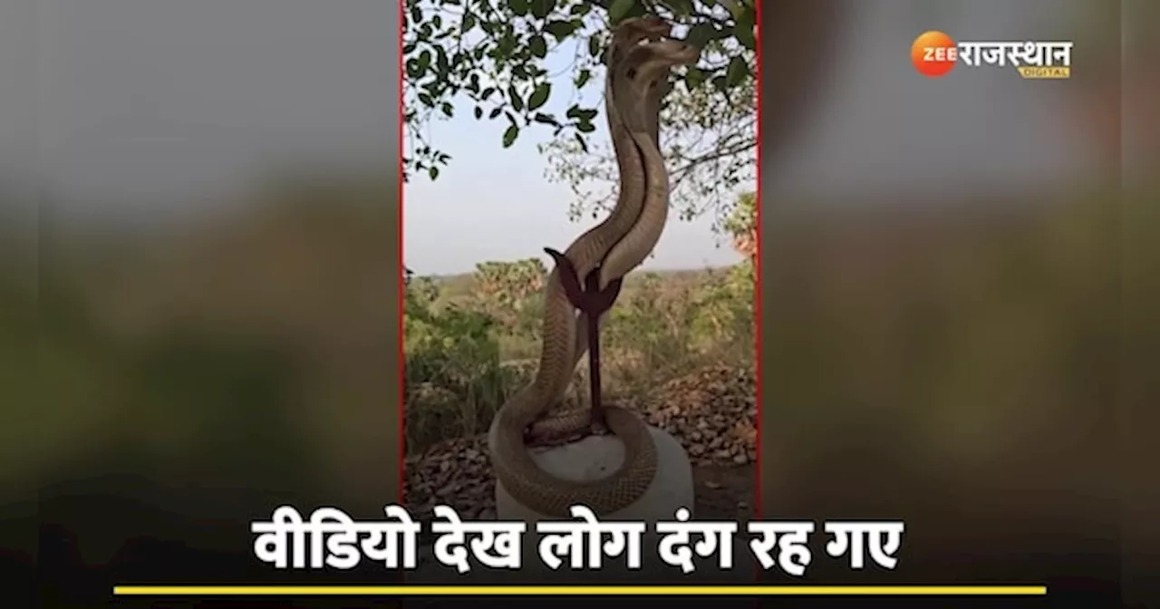 King Cobra: सावन में शिव लीला, नाग-नागिन के अद्भुत दर्शन | Snake Video