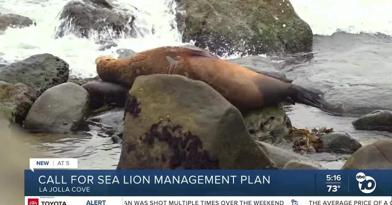 Calls for sea lion management plan grow after pups found dead