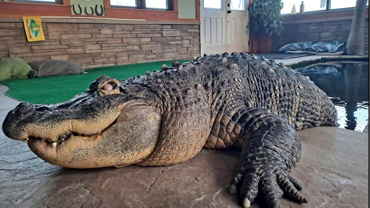 Albert the alligator's owner sues NYS agency in effort to be reunited with seized pet