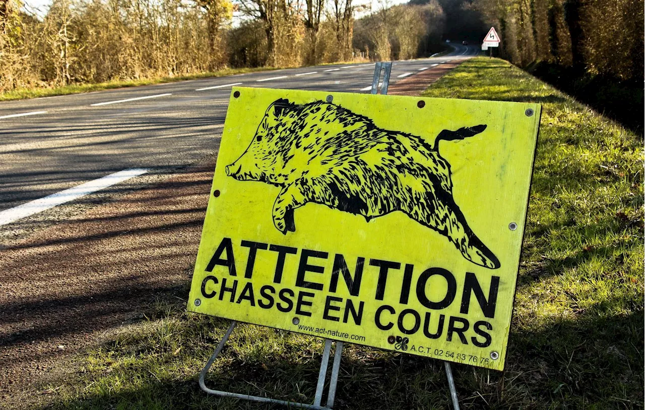 Pas-de-Calais : Dernière chance de sauver Toto, le sanglier domestiqué menacé d’euthanasie ?