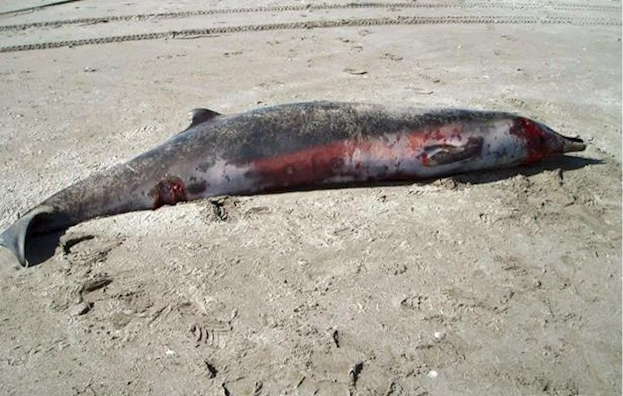 Nouvelle-Zélande : La baleine la plus mystérieuse et rare au monde échoue sur une plage