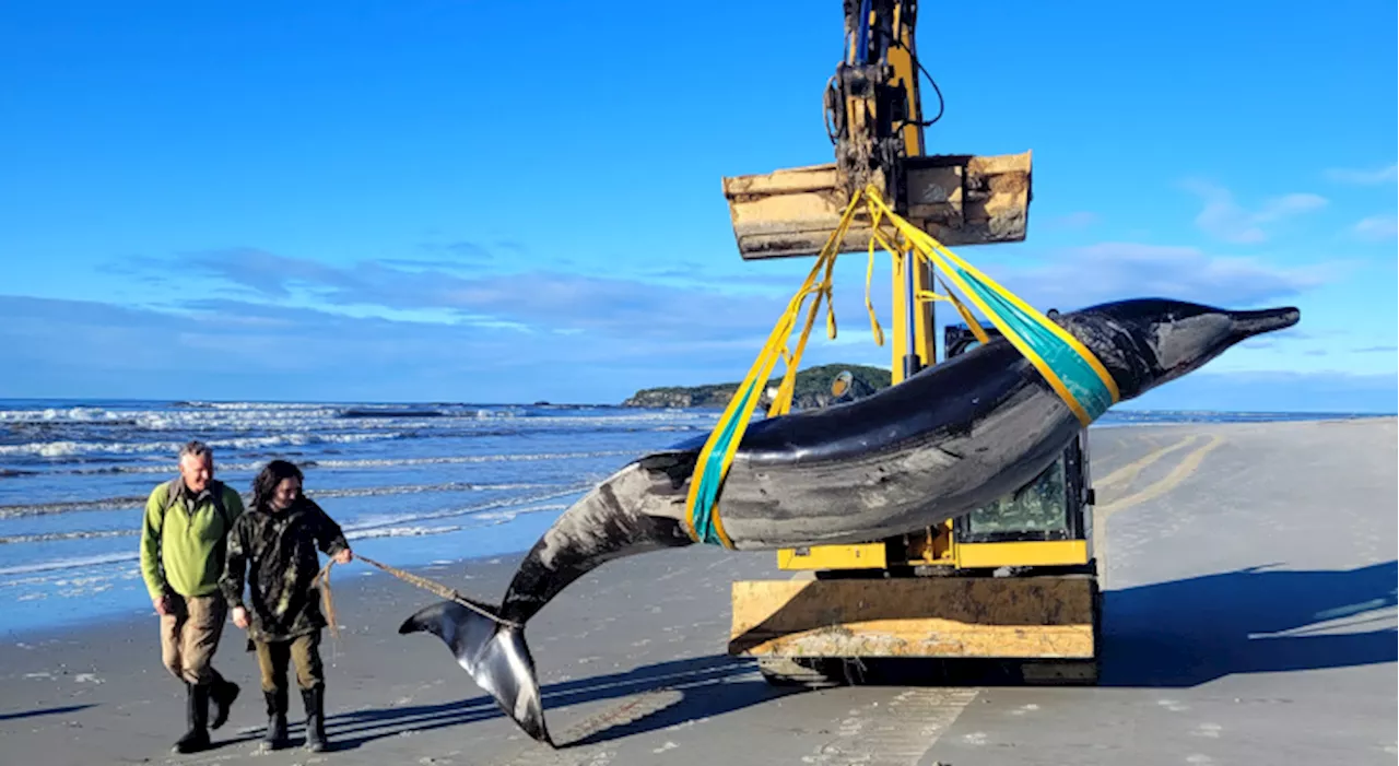 World's rarest whale washes up on New Zealand beach