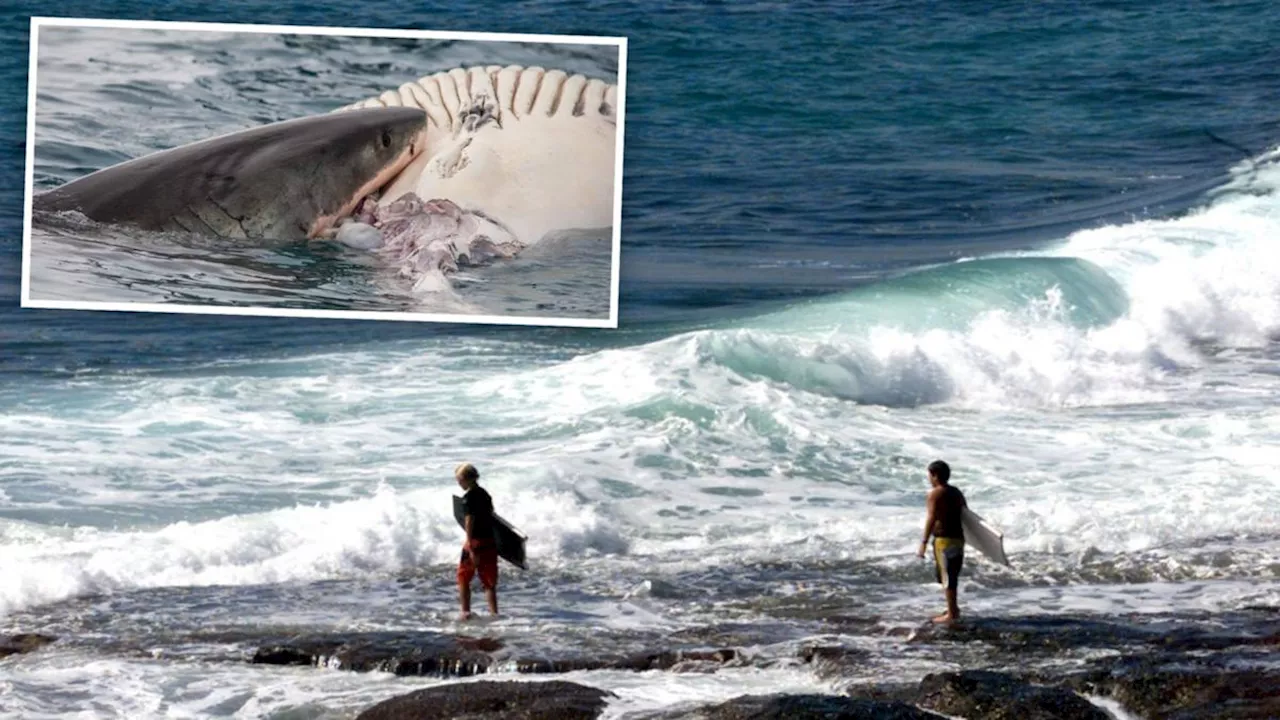 Shark warning as predators circle hurt whale at Jakes Corner in Kalbarri