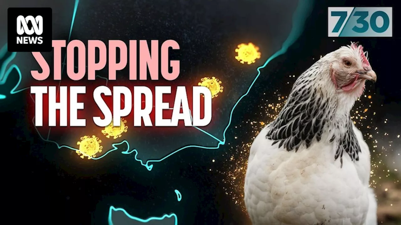 Australia in grip of unprecedented bird flu outbreak