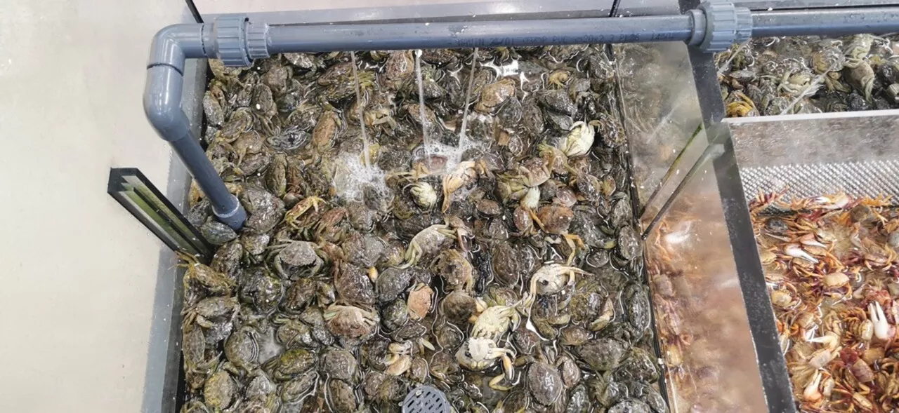 Hérault : une pétition contre la vente de crabes vivants au Décathlon de Villeneuve-lès-Béziers