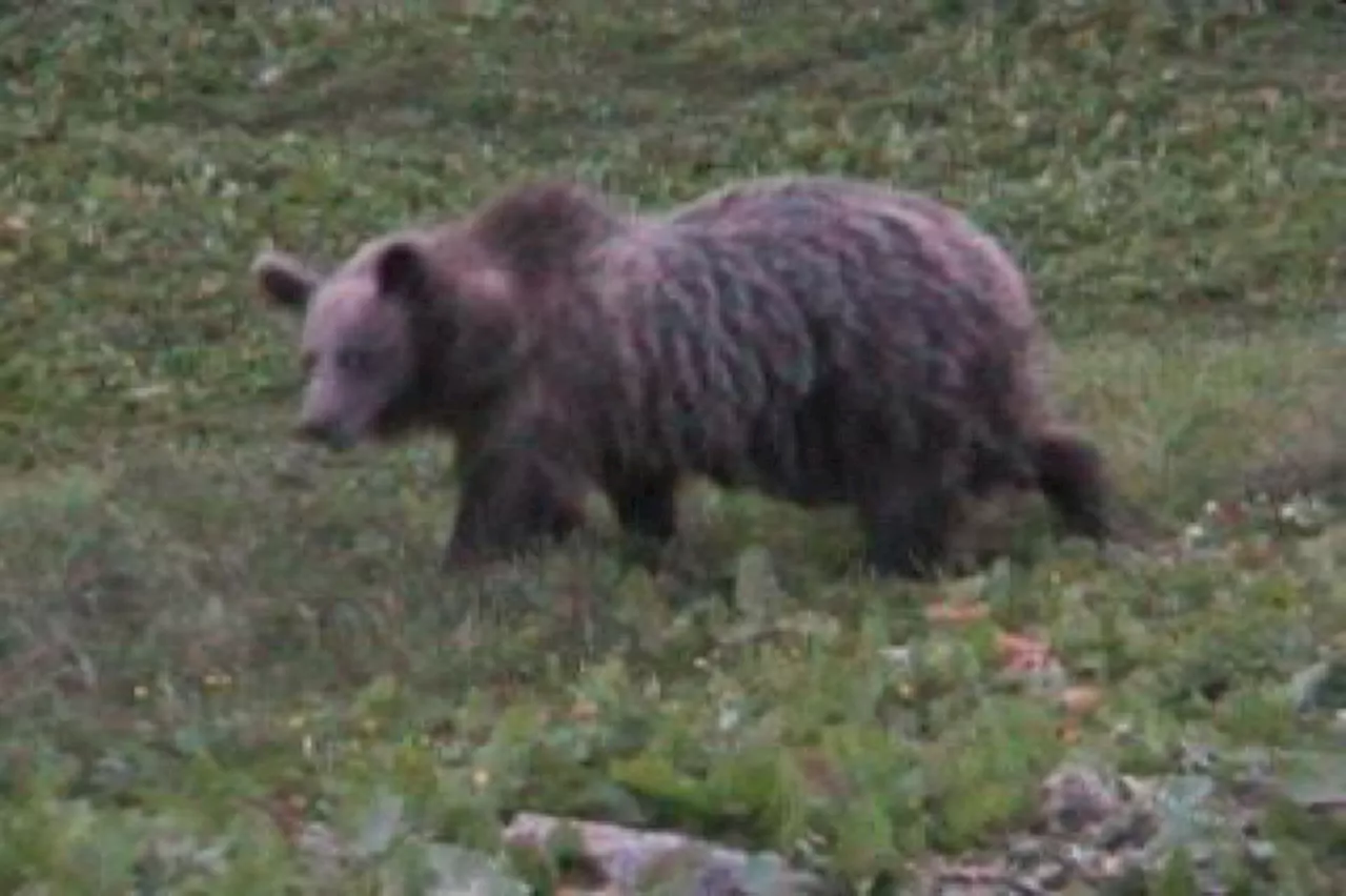 Uomo aggredito da orso in Trentino, è in ospedale