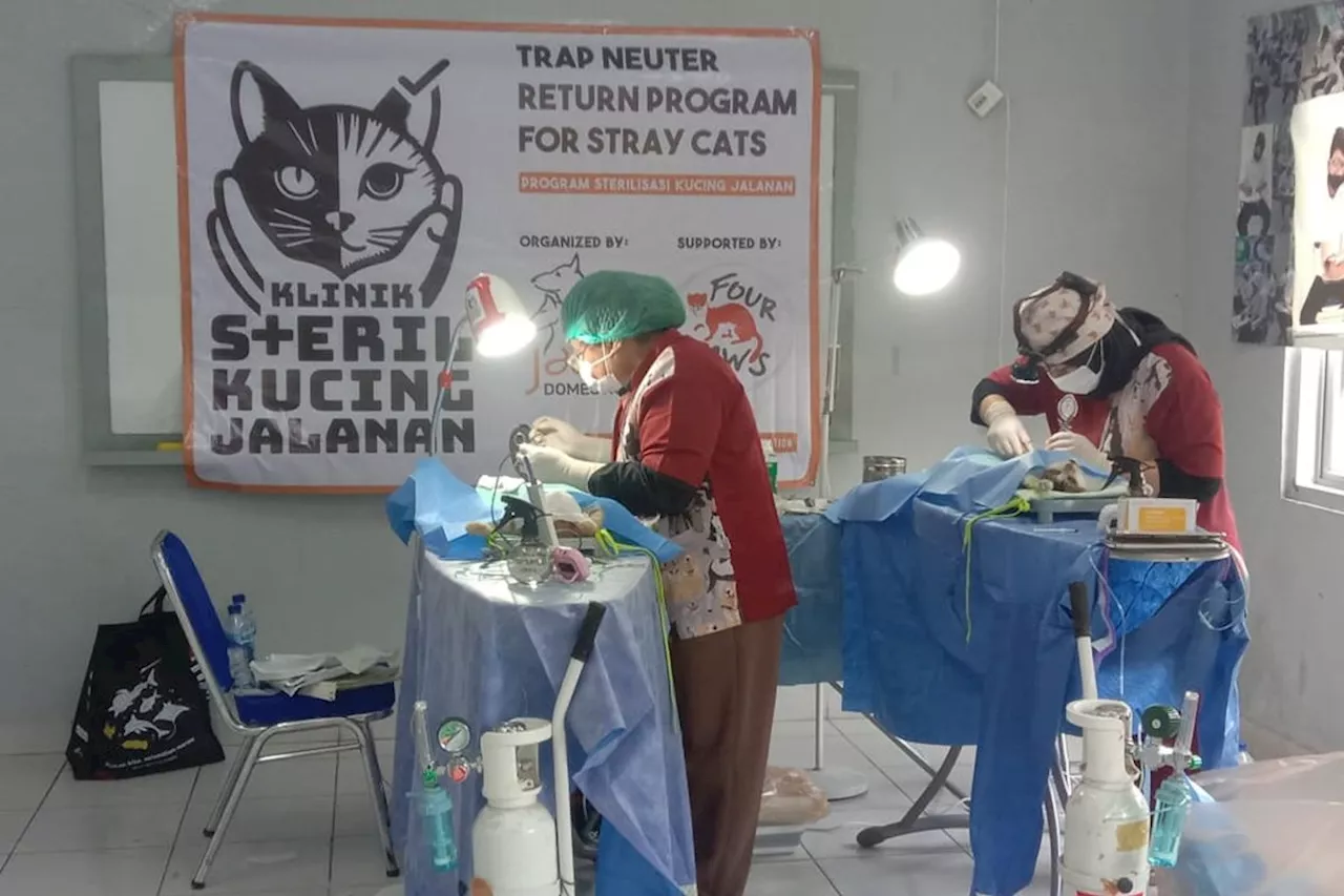 KPKP Jakbar sterilisasi 840 kucing untuk pertahankan nol kasus rabies