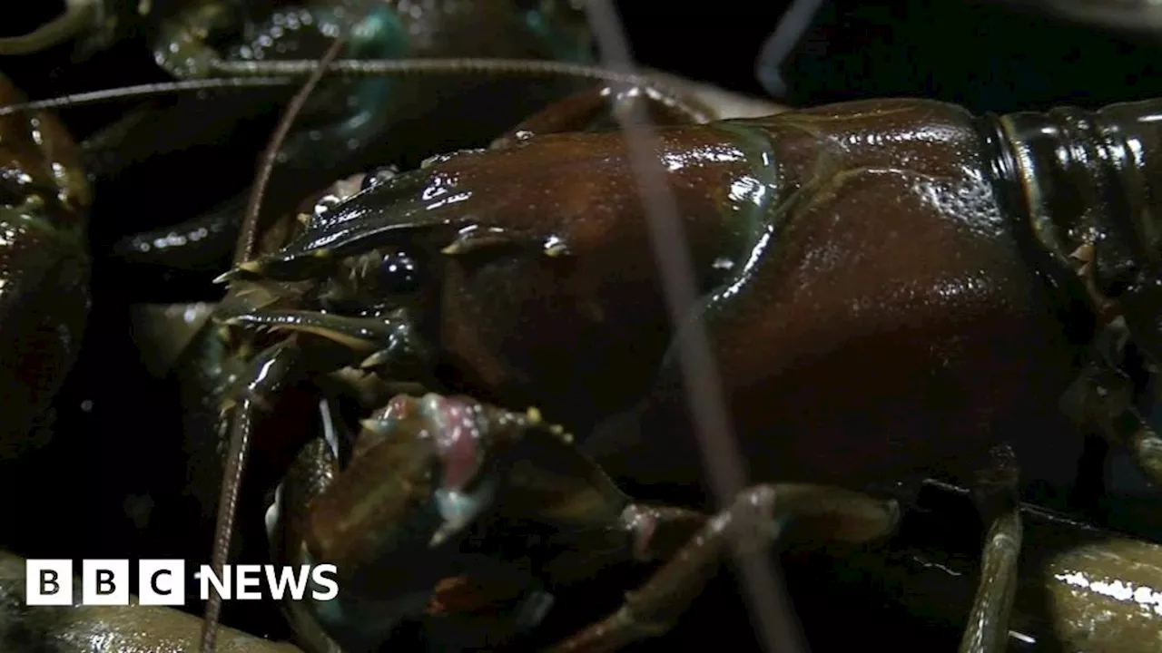 River Kennet: Eating crayfish could prevent damage