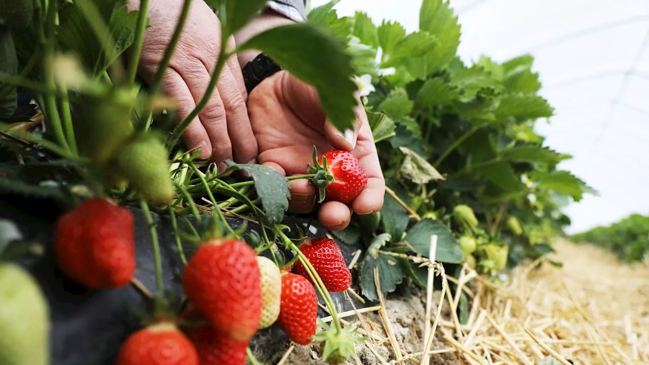 Erdbeeranbau im Garten: So erhalten Sie eine reiche eigene Ernte