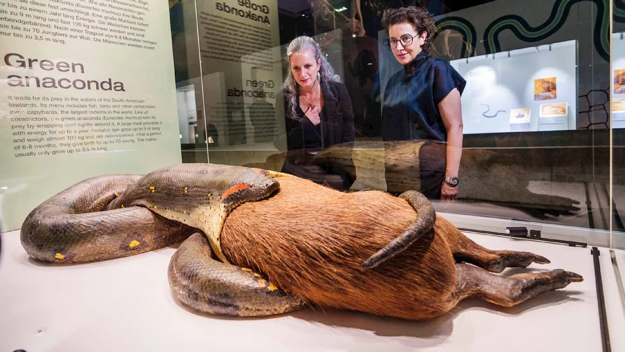 Frankfurter Senckenberg-Naturmuseum: Fünf-Meter-Anakonda würgt wieder