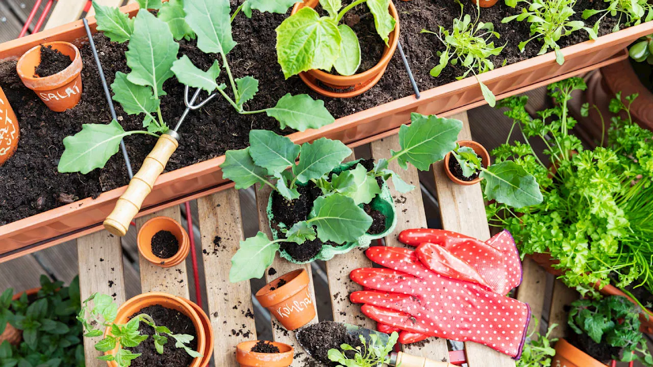 Heimgärtner: Dieses Obst und Gemüse eignet sich für den Gartenanbau