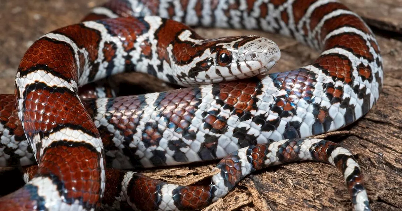 Fearsome but harmless Ontario snake is often mistaken for venomous killing machine