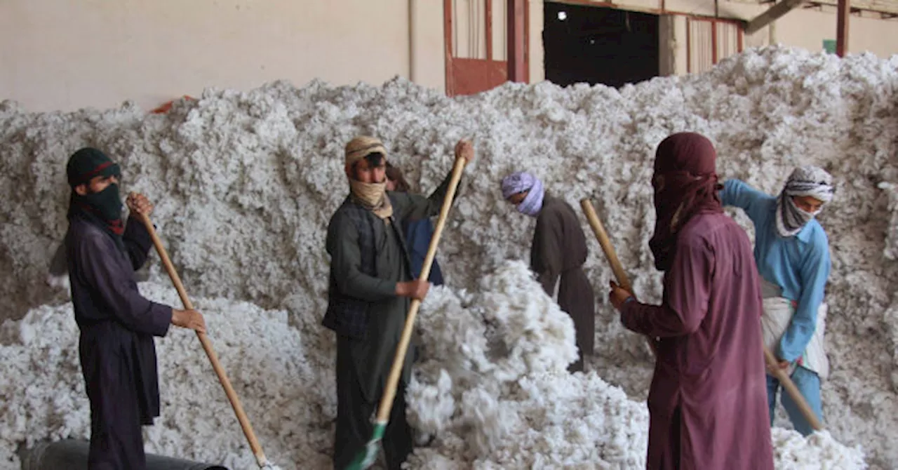 China Begins Replacing Uyghur Slave Cotton with Taliban Cotton