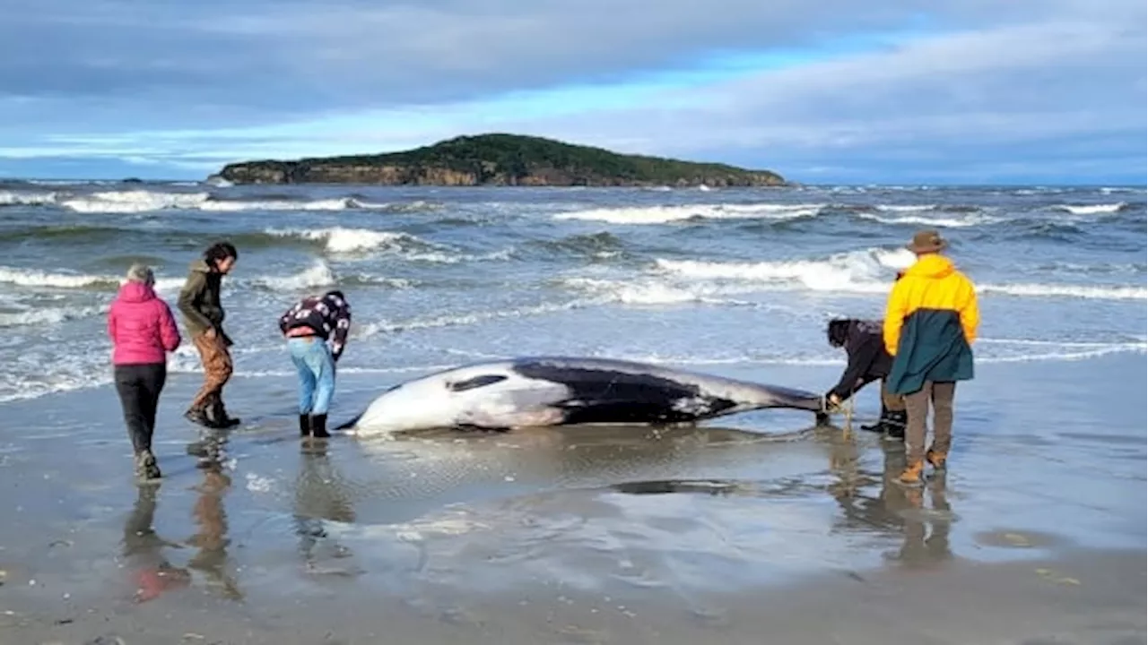 Beached spade-toothed whale in New Zealand could provide clues to mysterious species