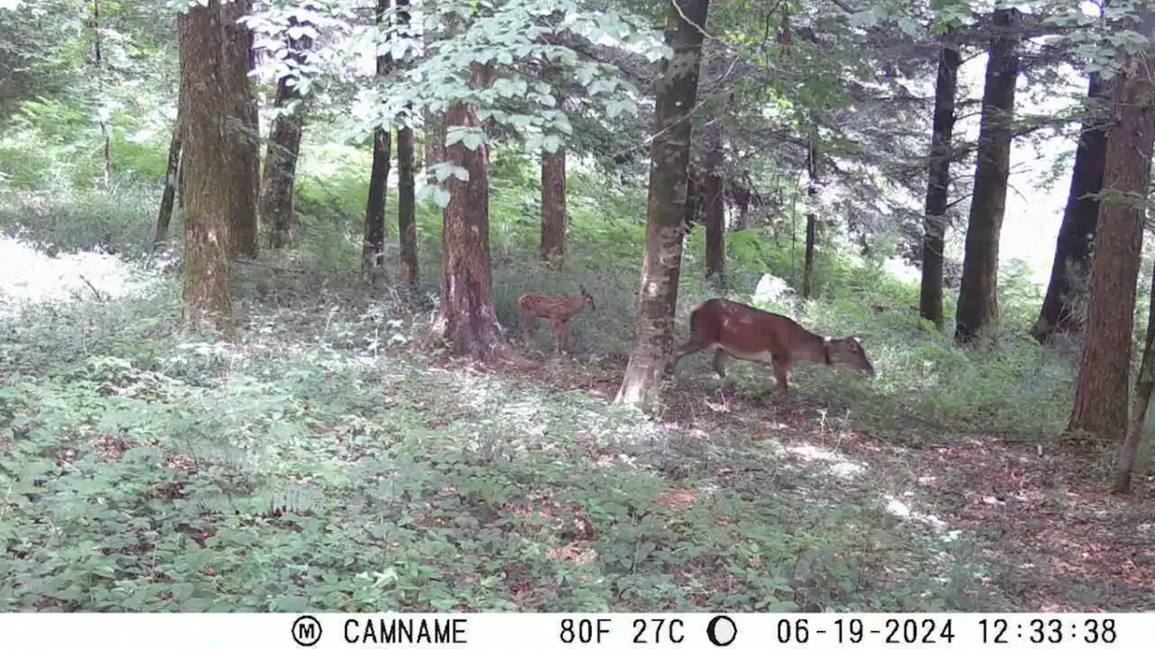 Piccolo di cervo italico nasce in Calabria: un successo per il progetto 'Rewilding' del Wwf