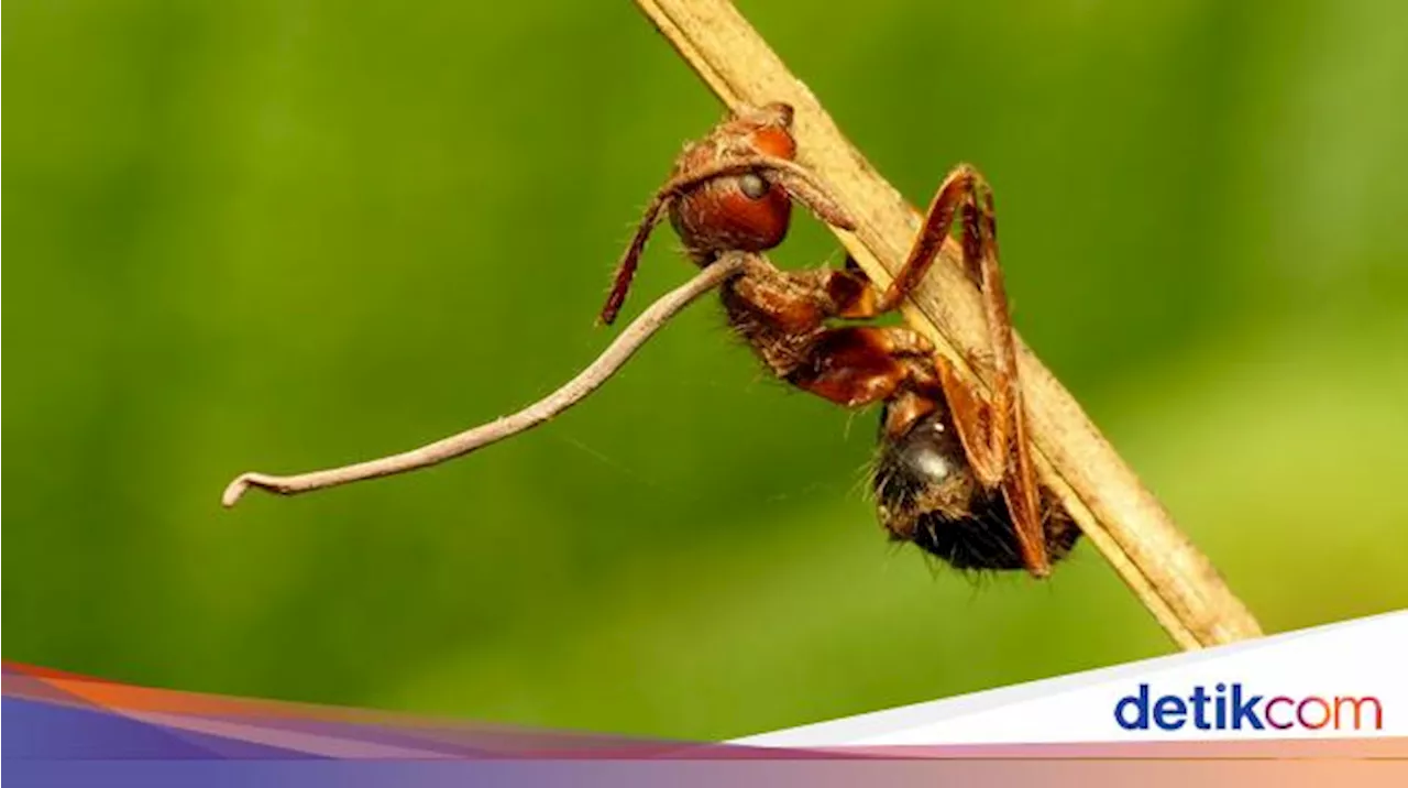 Catat! 4 Tanaman Hias Ini Bisa Bikin Semut di Rumah Tambah Banyak