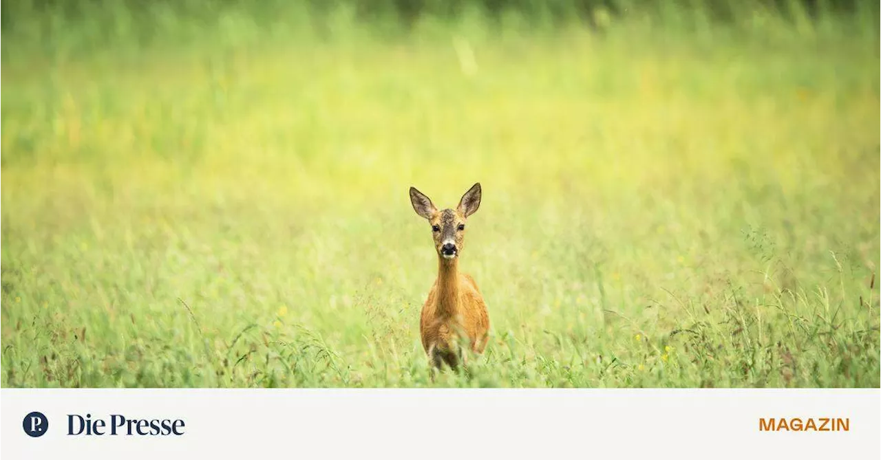 Rehe in Wien: Wo Bambi auf die Welt gekommen ist