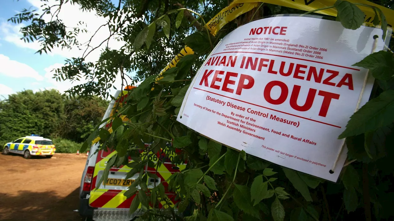 Bird Flu (H5N1) Explained: U.S. Human Infections Rise To 9