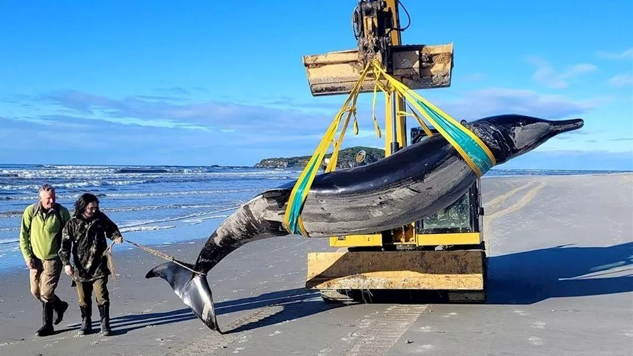 ‘World’s Rarest Whale’ Washes Up On New Zealand Beach