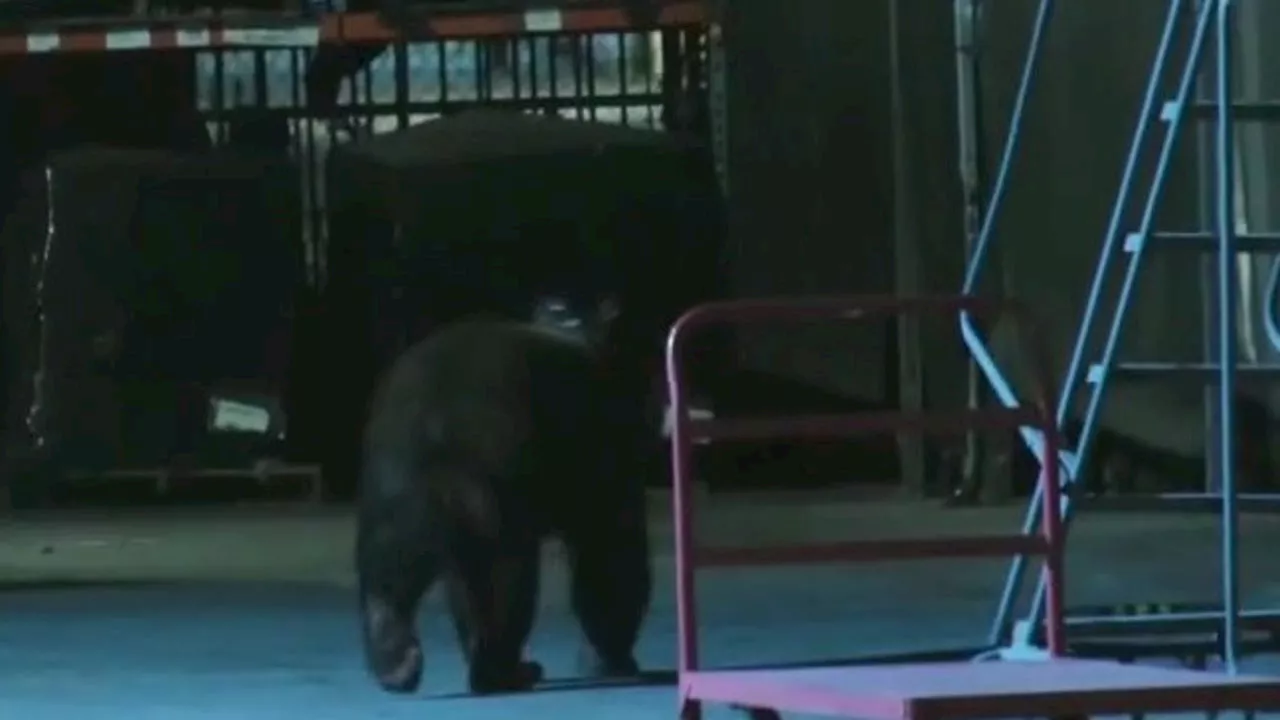 Bear spotted in Sunland-Tujunga is no stranger