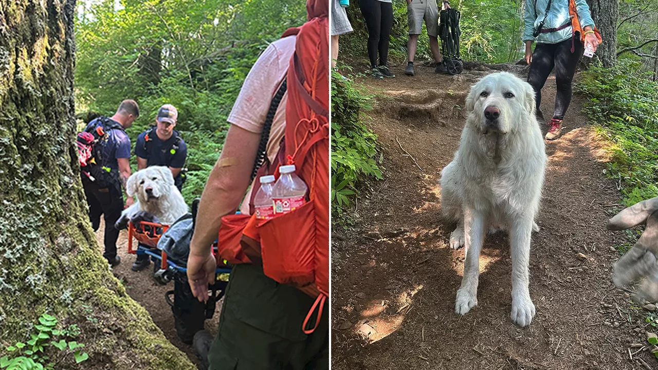 Firefighters carry 160-pound dog down Oregon mountain after pup is injured on trail