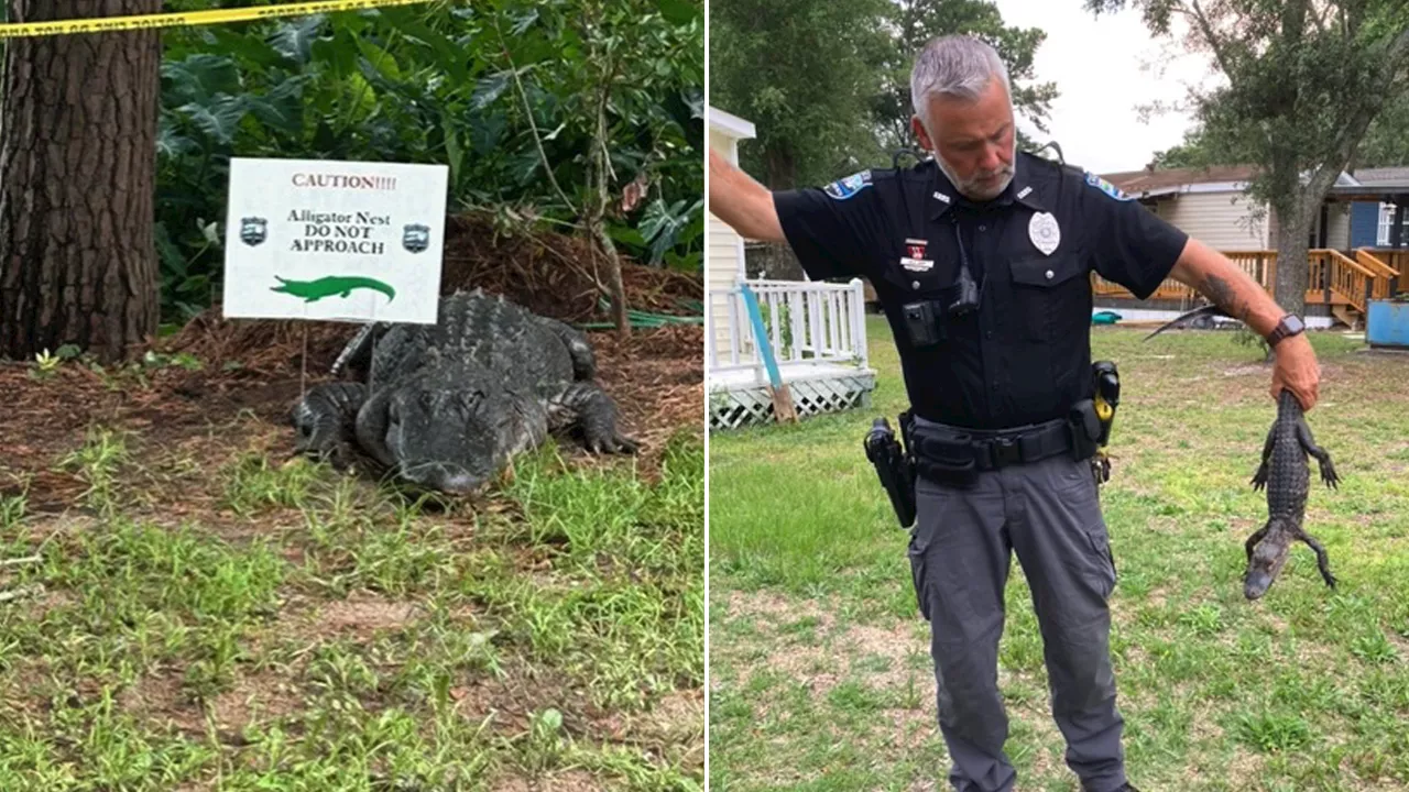 North Carolina police warn residents of 'aggressive' alligators amid nesting season