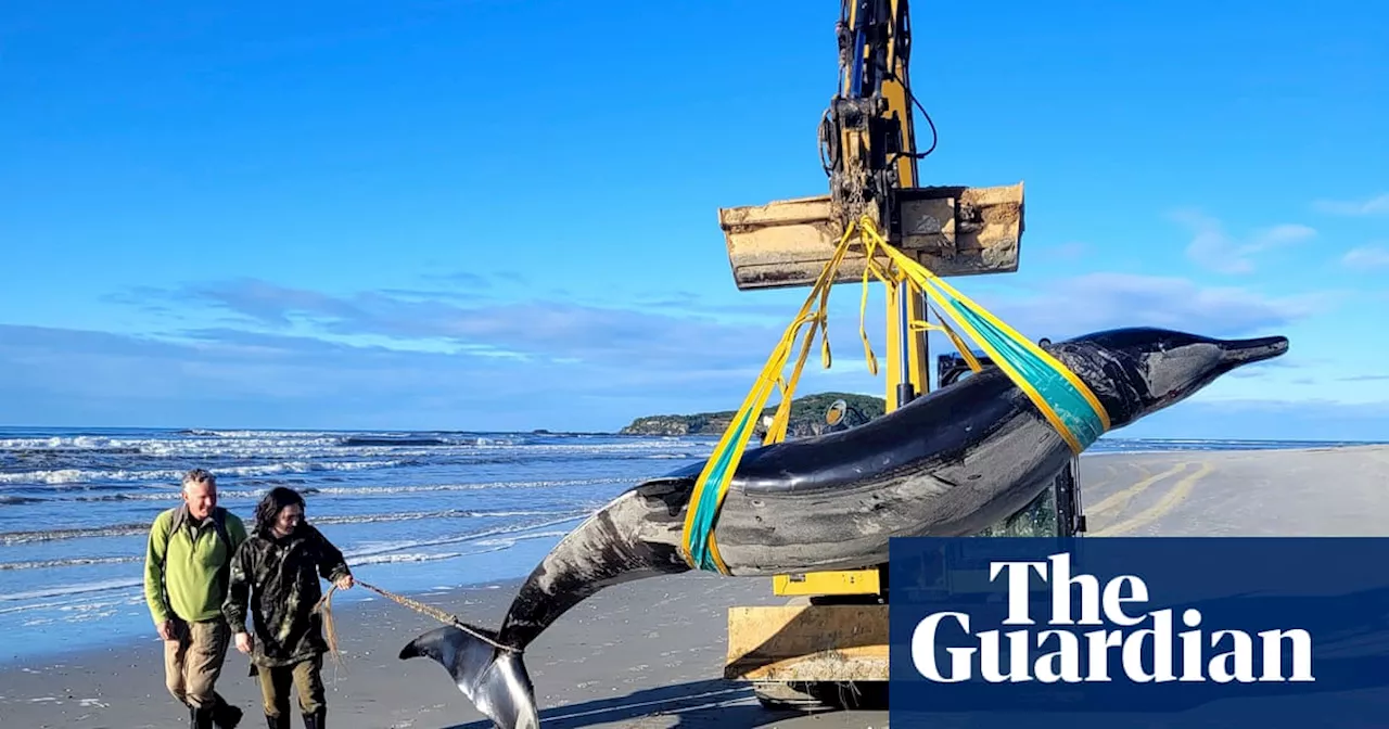 ‘Lo and behold’: world’s rarest whale may have washed up on New Zealand beach