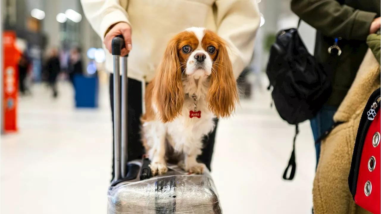 Hunde dürfen nicht mehr in die USA einreisen