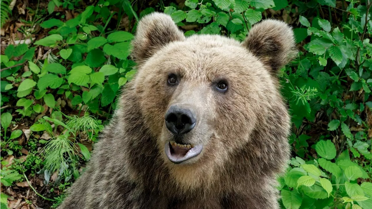  Selfie-Wahnsinn! Und dann war wieder der Bär schuld