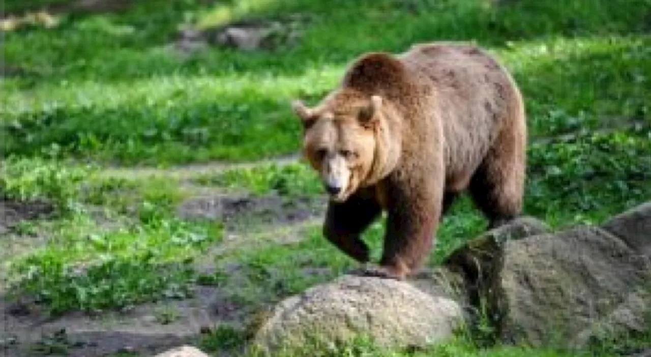 Aggredito da un orso in Trentino, un turista finisce in ospedale. «Ha gli arti feriti»