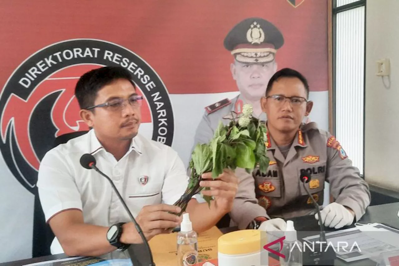 Hasil Uji Labfor Mabes Polri terhadap Kecubung, Wah, Bahaya Juga