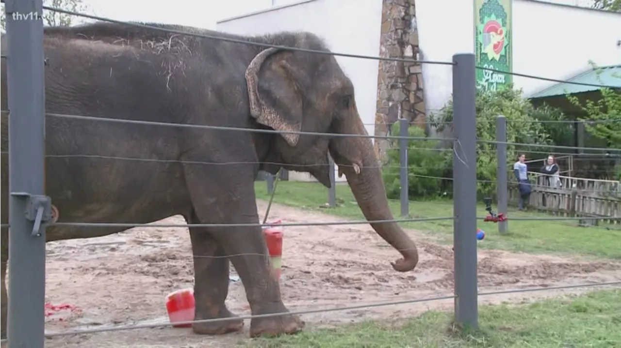 Beloved Little Rock elephant placed on hospice care, zoo staff announces