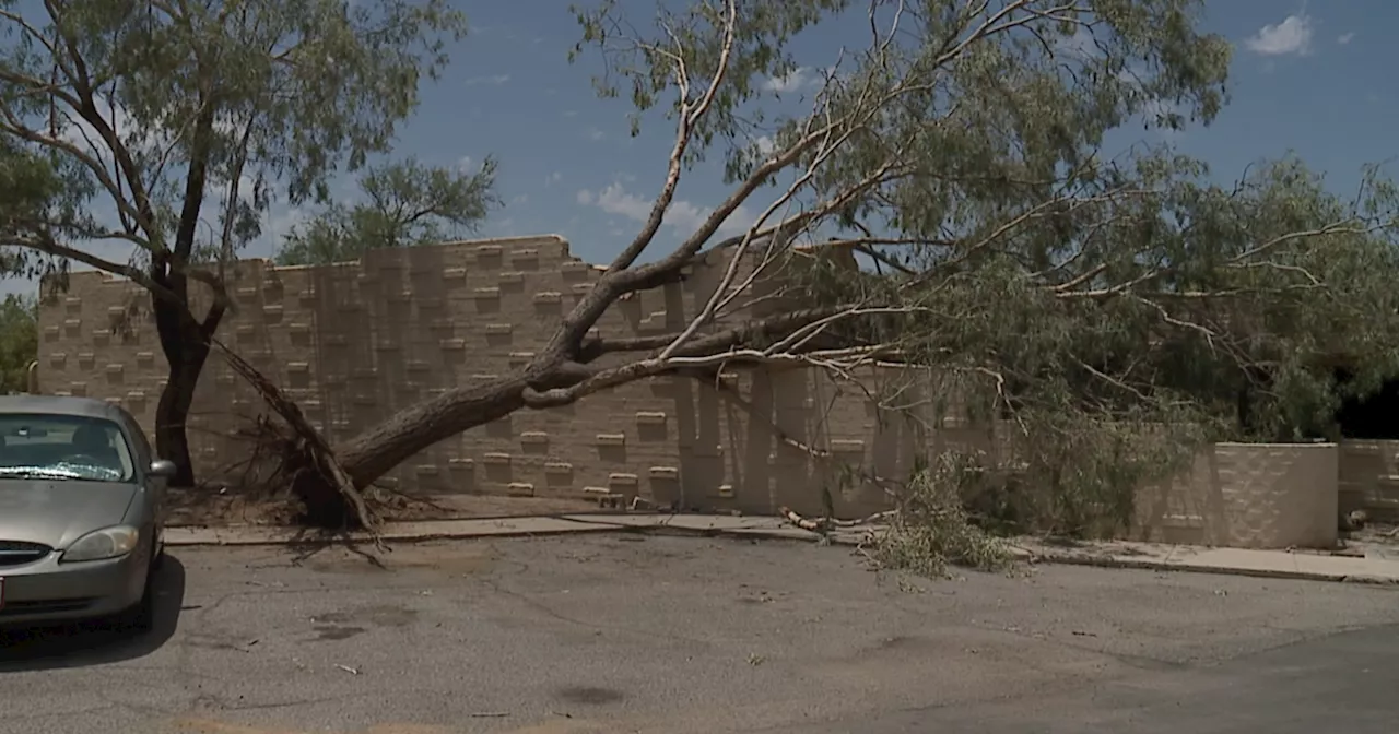 Fierce winds in Marana uproot trees, tear fencing following severe thunderstorms