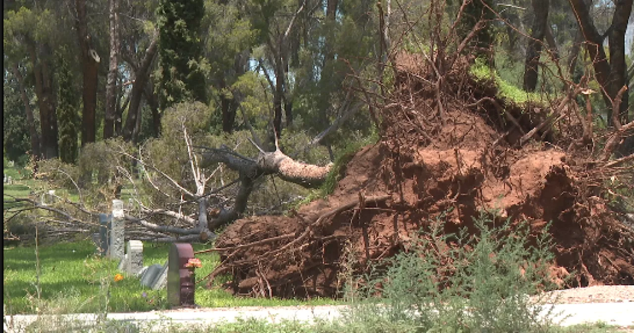 Storm Causes Significant Damage at Evergreen Cemetery