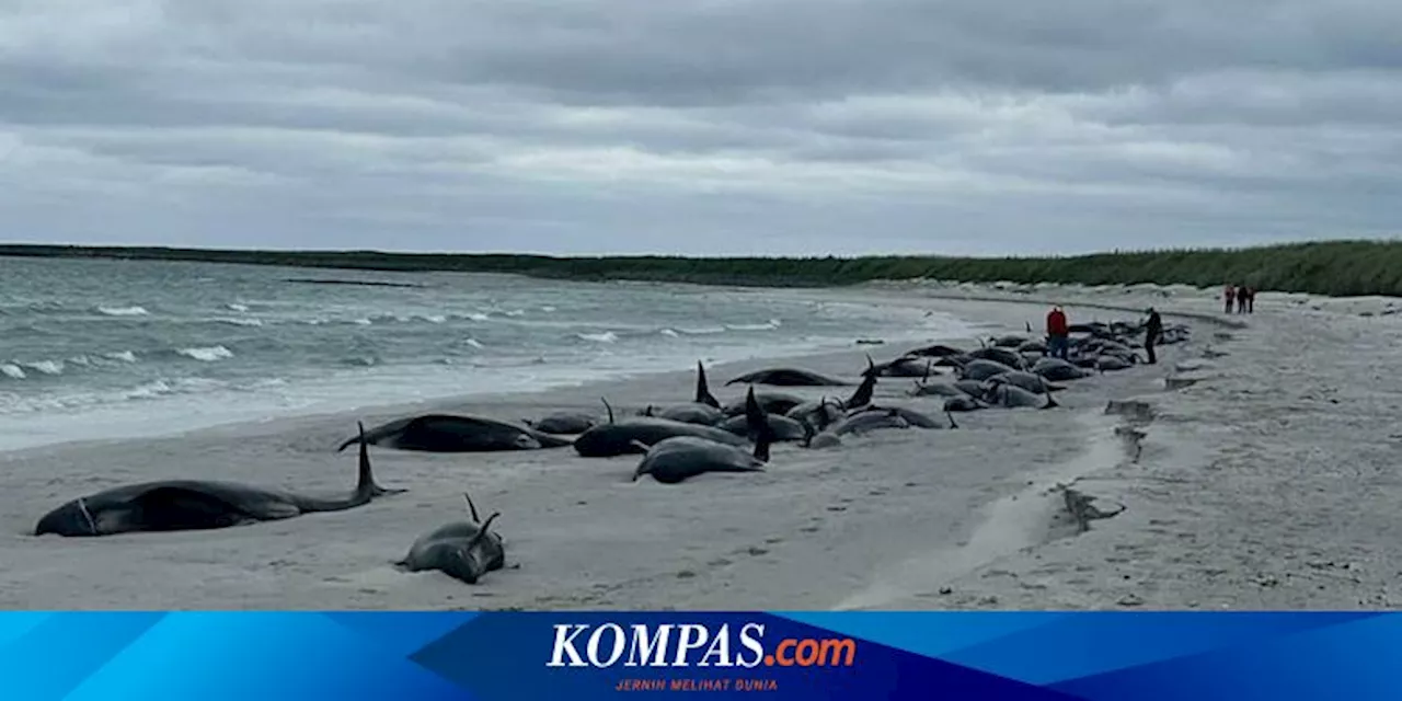 Puluhan Paus Pilot Mati Terdampar di Pantai Skotlandia, 12 di Antaranya Disuntik Mati