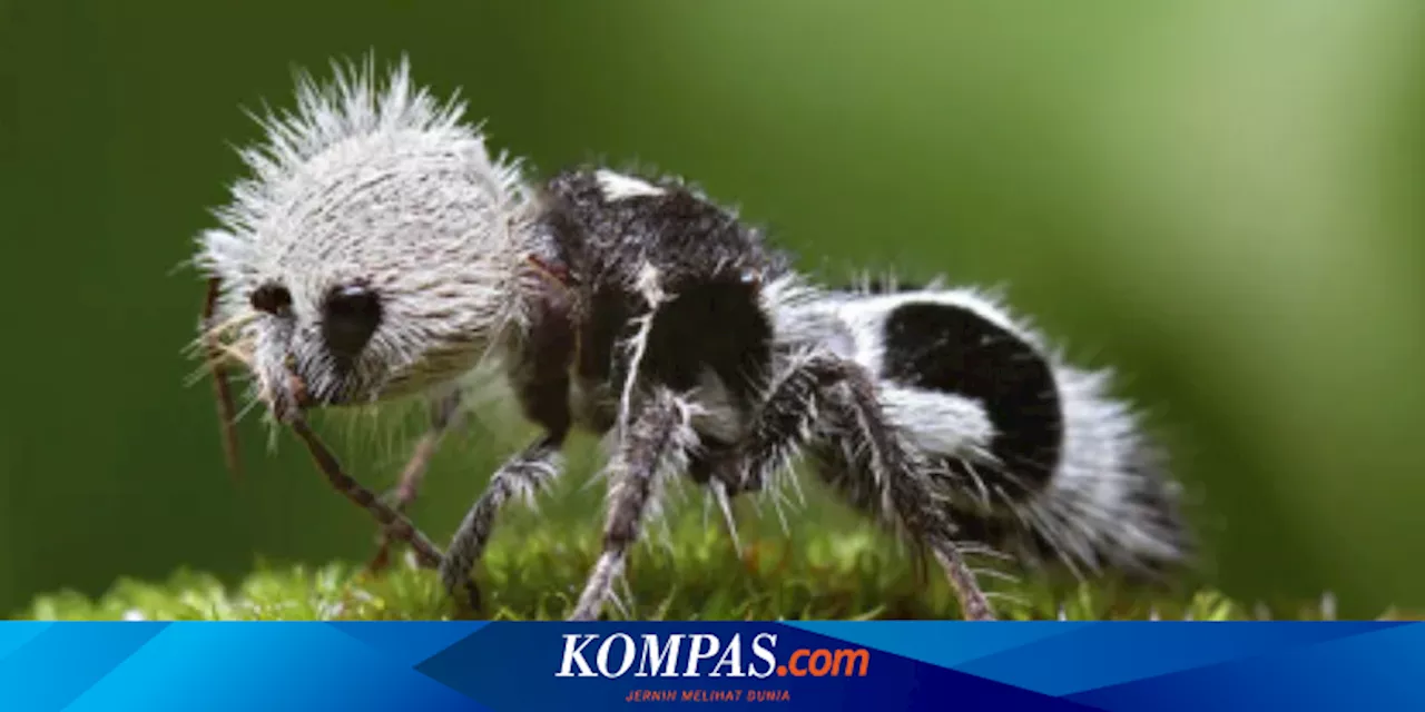 Semut Panda, Serangga Hitam Putih yang Punya Penyengat Raksasa