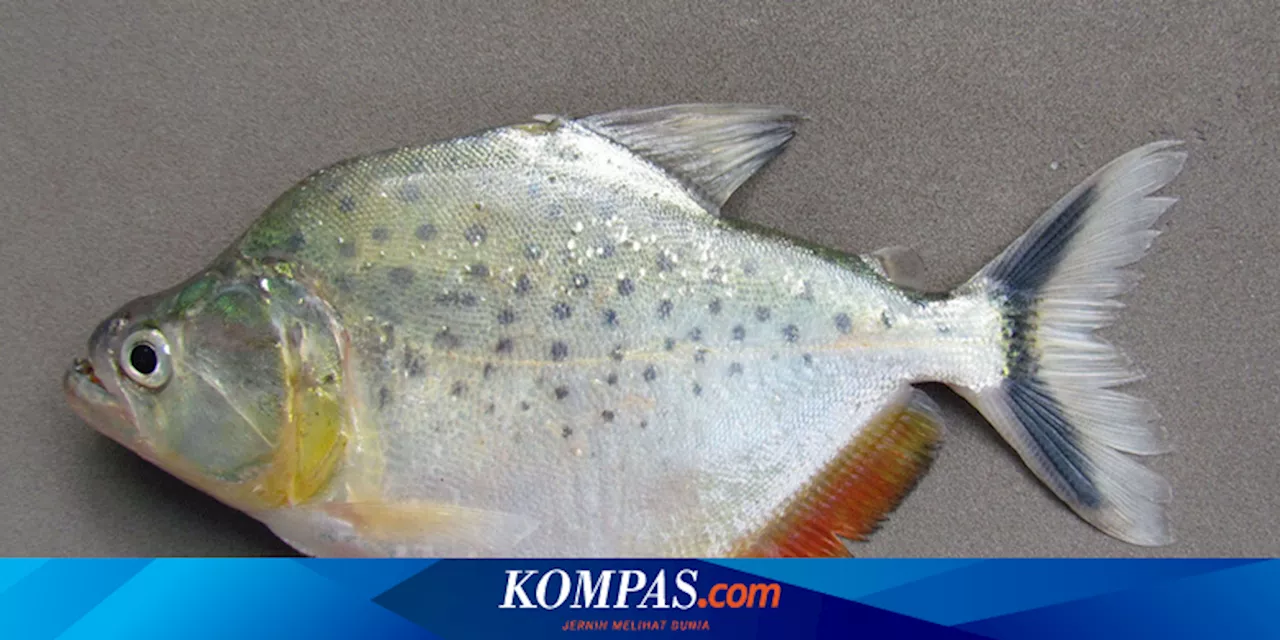 Temuan Spesies Piranha Baru, Seperti Apa?