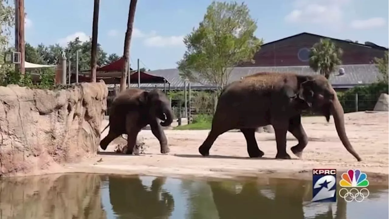 Here’s how animals and their keepers prepare for major storms at Houston Zoo and cleanup efforts after Hurricane Beryl