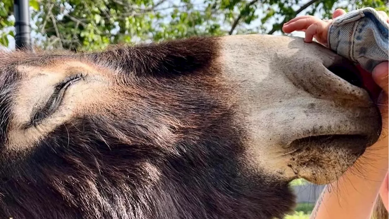 Tre cuori, un raglio e una bambina