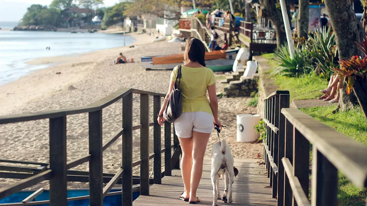 Vacances d’été : comment prendre soin de mon chien ou de mon chat?