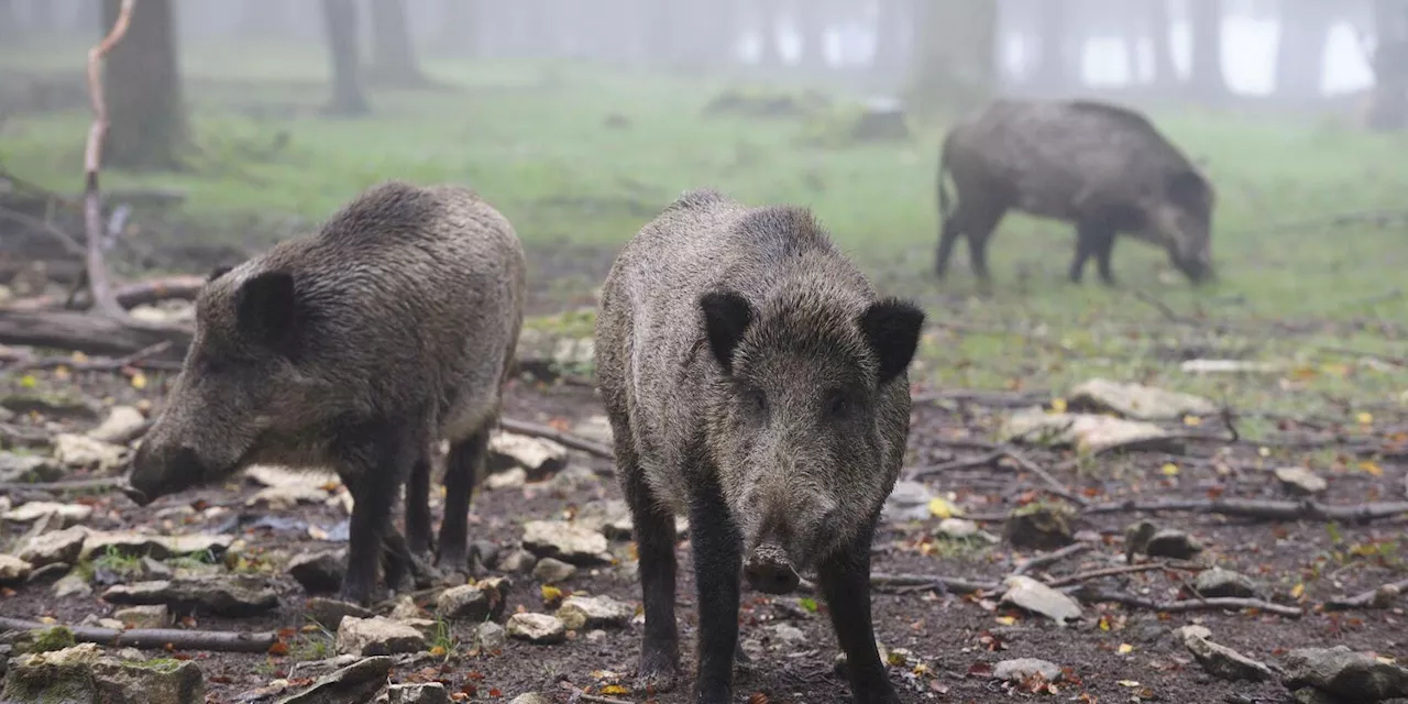 Pas-de-Calais : Toto le sanglier sera euthanasié sur décision de justice